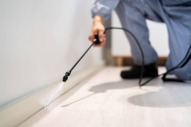 Licensed Wasp Removal service in Orange Blossom, CA - Show Me Pest Control
